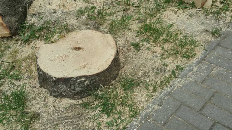 Újabb fakivágások Dunaújvárosban
