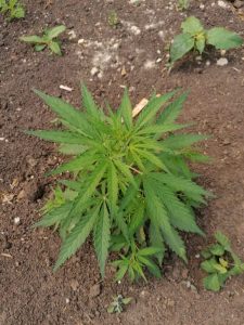 Platán helyett kannabisz?