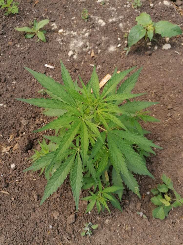 Platán helyett kannabisz?