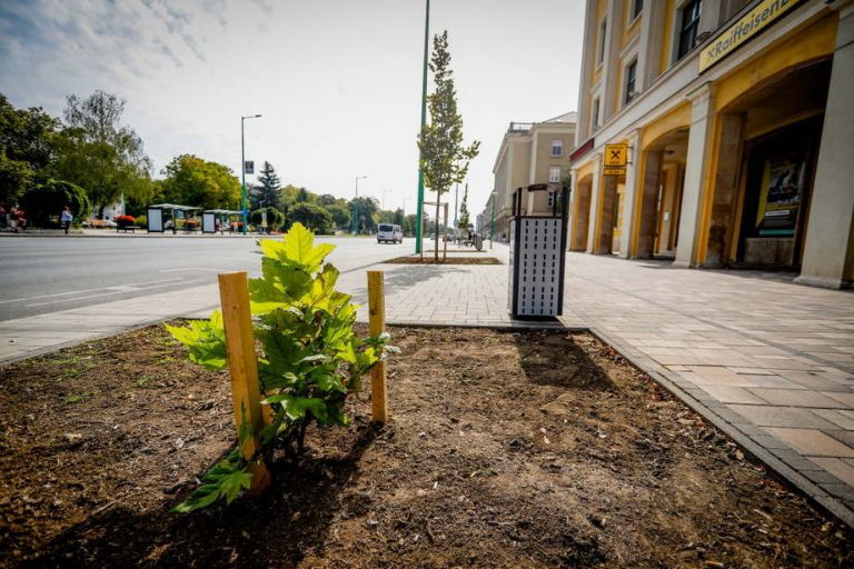 Faültetési kezdeményezést indított a Jót, Szívből- Dunaújvárosért akciócsoport