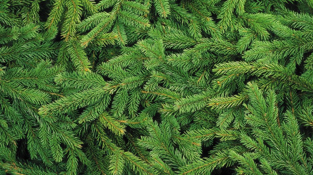 A belföldön termesztett fenyőfa ára csak minimálisan, az import nordmanné 15 százalékkal is emelkedhet