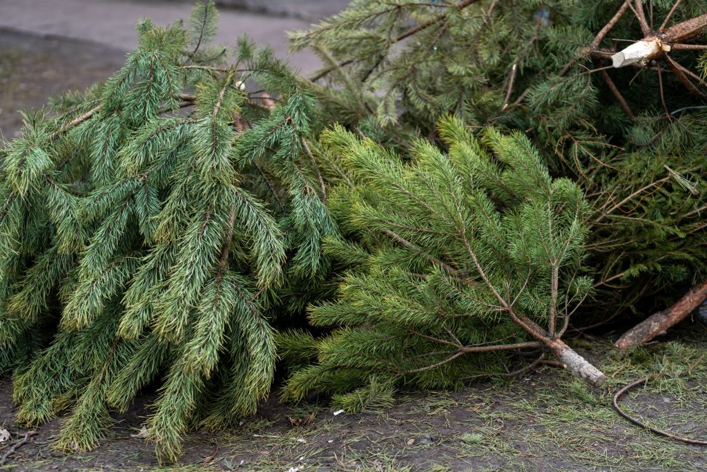 A kiszáradt karácsonyfa könnyen lángra kap