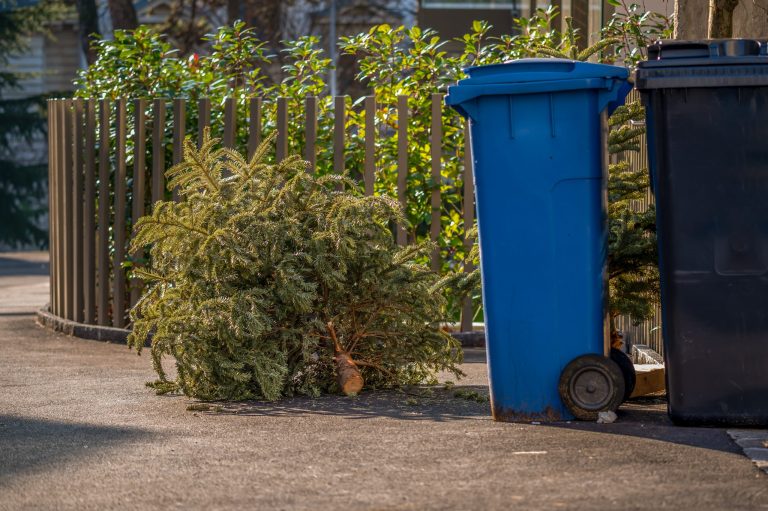 Január 13-án viszik el a kidobott karácsonyfákat