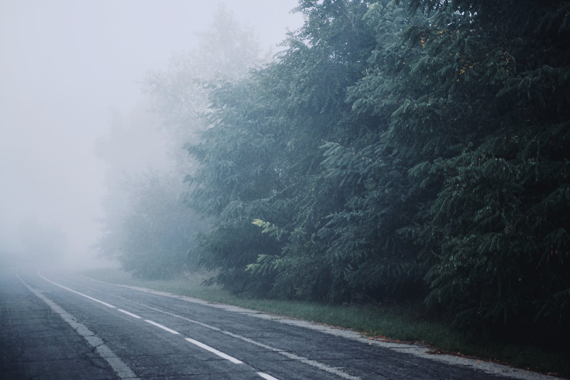 coniferous trees along an asphalt road in a fog