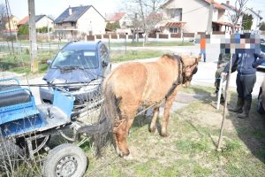 Elszabadultak a lovak