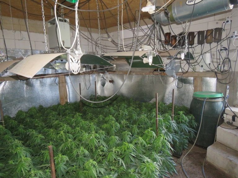 Több száz tő kannabisz növényt termesztett egy férfi