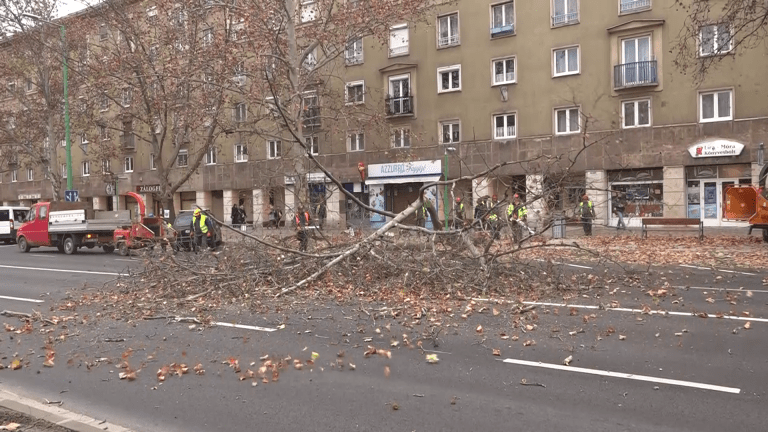 Barbárságként jellemezte a fakivágást Pintér Tamás?