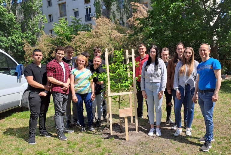 Páfrányfenyő a hildes végzettek fája