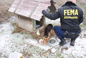 A FEMA állatmentők is csatlakoztak a Fejér Önkéntes Mentőszervezethez