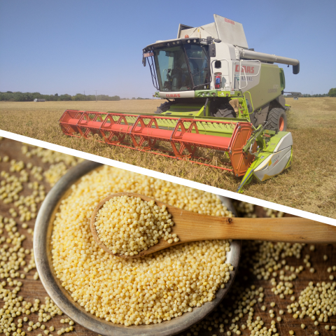 Jól sikerült az Agrospeciálnak a köles próbatermesztése