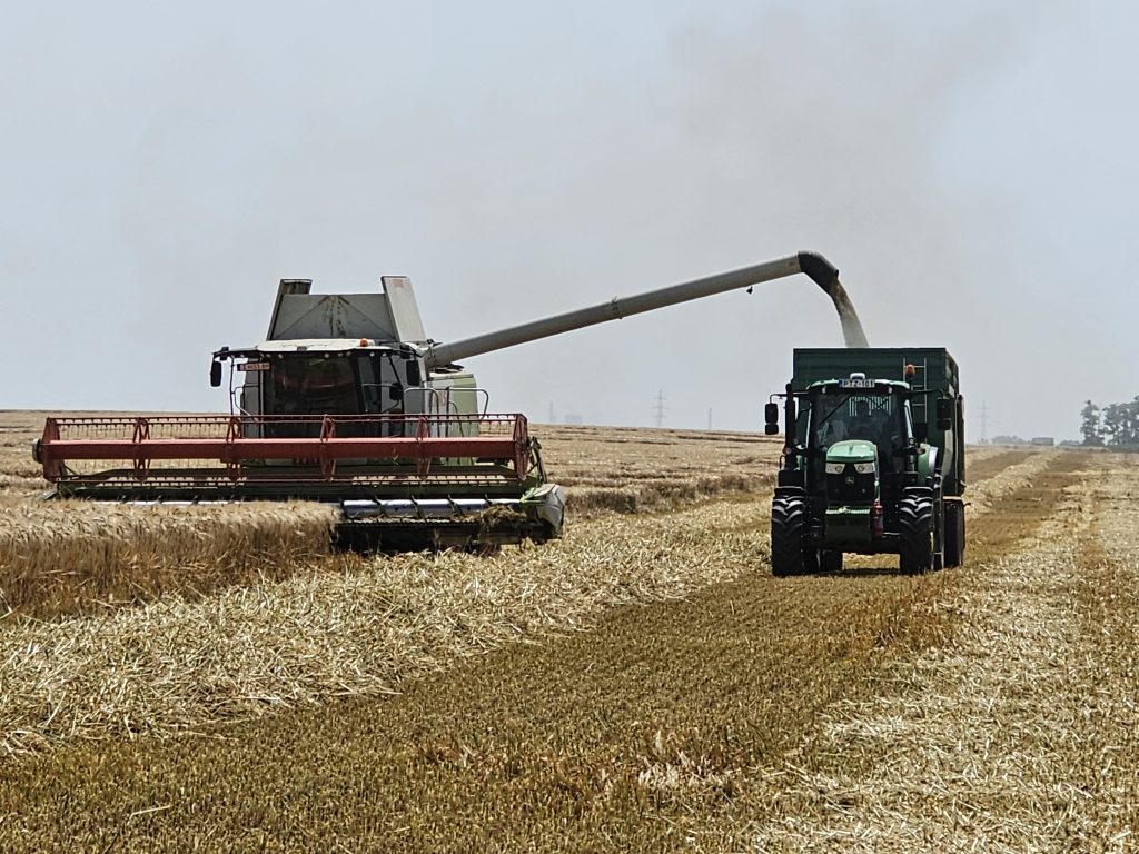 Idén korábban kezdte az aratást a Pálhalmai Agrospeciál Kft. is