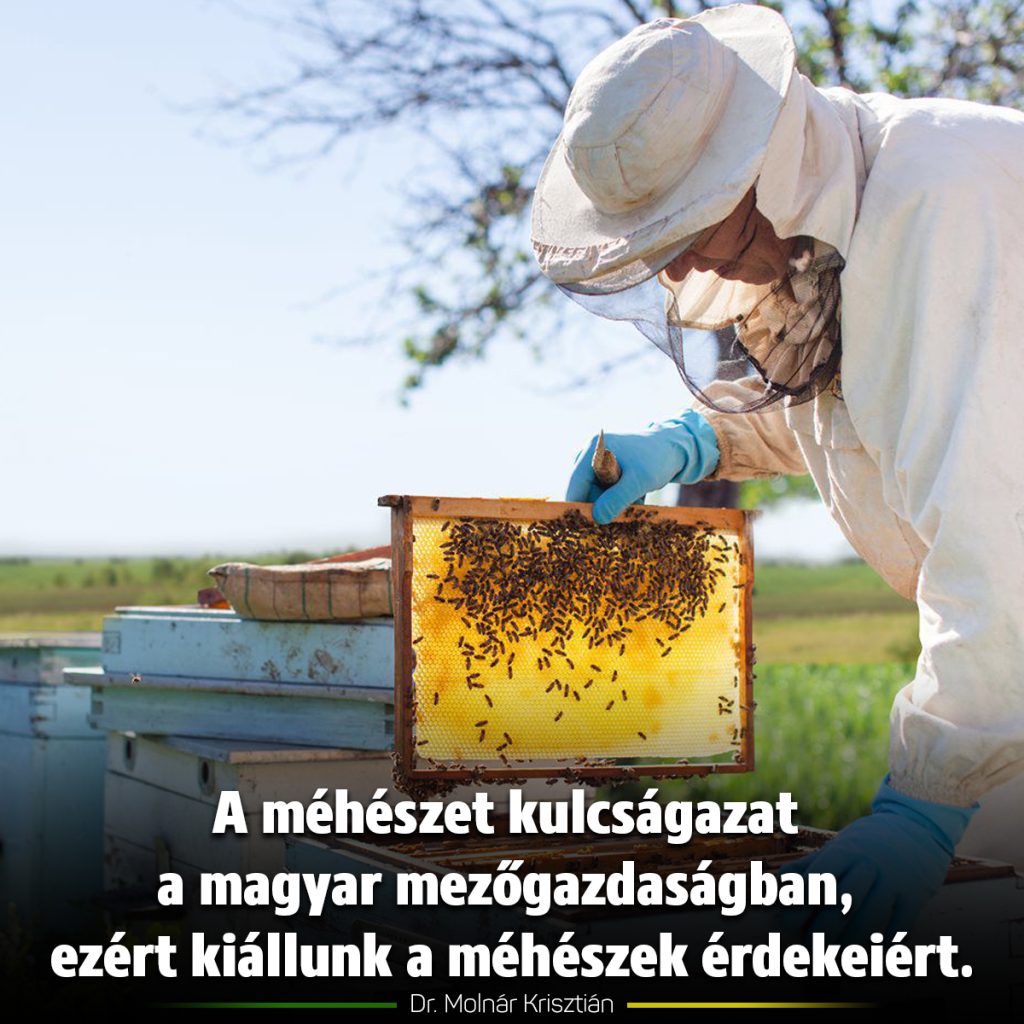 A méhészet kulcságazat a magyar mezőgazdaságban