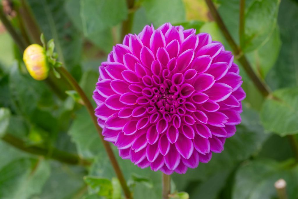 a purple flower with green leaves in the middle