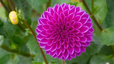 a purple flower with green leaves in the middle