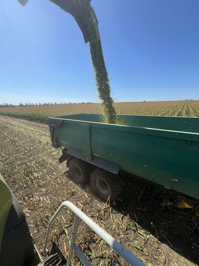 Pálhalmai Agrospeciál: körülbelül 7500 tonna kukorica szilázst fognak betárolni négy silótérbe