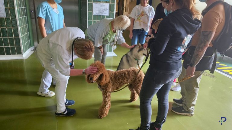 Terápiás kutyusok dobták fel a napot a kórházban