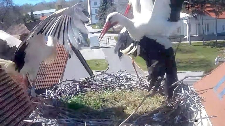 Nyugalom költözött a pentelei gólyafészekbe: a Mondbach-kúria közelében élő gólyapár már négy tojást őriz