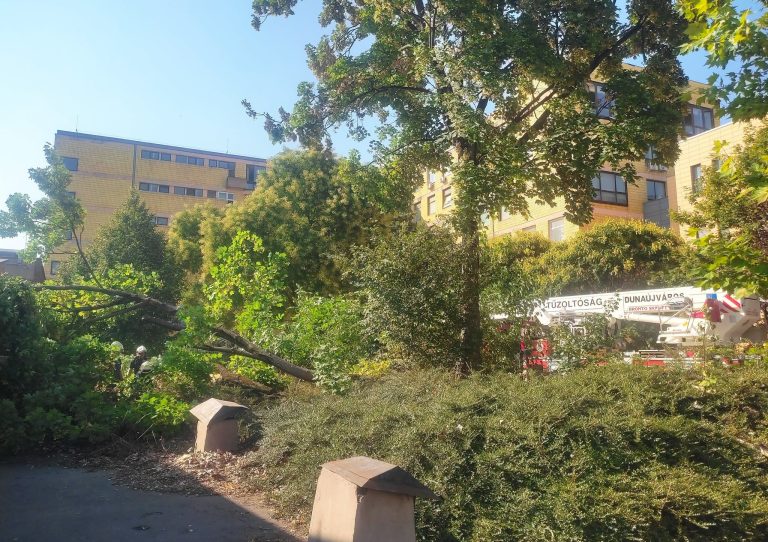 Kényszerű fakivágás a kórházban